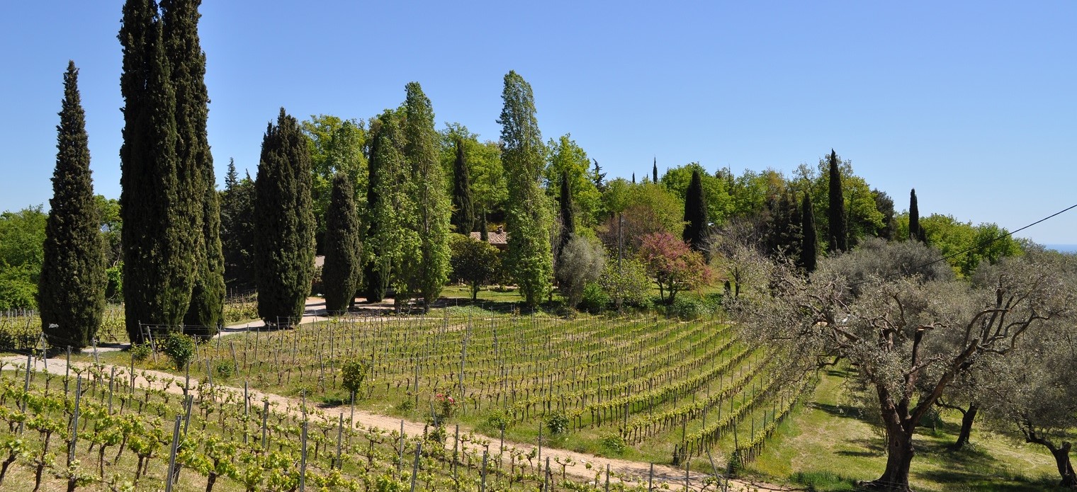 Vignobles de la Côte d'Azur - Wineries in the Côte d'Azur French Riviera